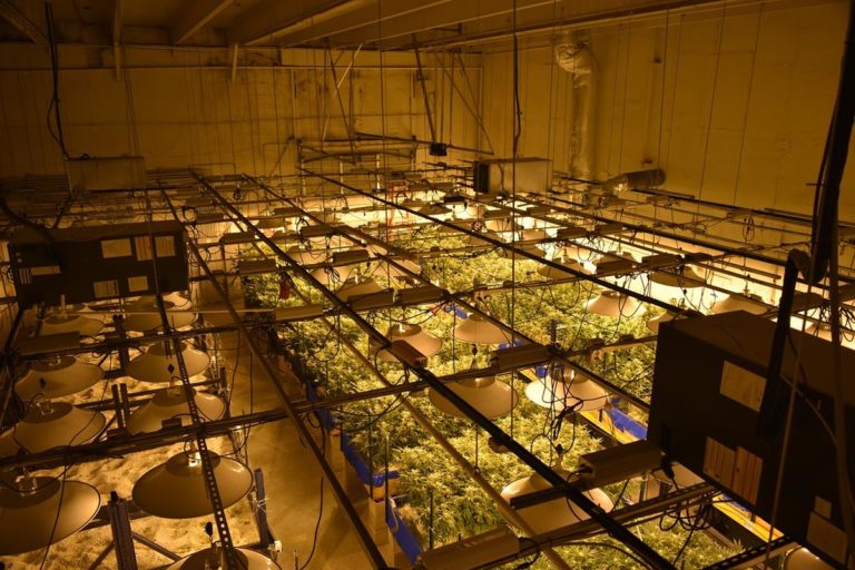 Hodowla marihuany – lampy dla zdrowia roślin